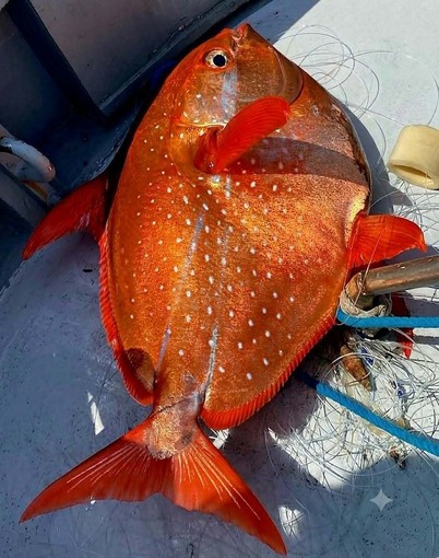 Pescato a Imperia uno straordinario esemplare di Pesce Re: un incontro rarissimo nelle acque del Mar Ligure Pescato a Imperia uno straordinario esemplare di Pesce Re: un incontro rarissimo nelle acque del Mar Ligure
