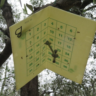 Il progetto 'Olig+' in provincia di Imperia: strategie difensive contro la mosca dell'olivo