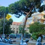 Imperia, sicurezza in via Scarincio: verrà rimosso un pino instabile Imperia, sicurezza in via Scarincio: verrà rimosso un pino instabile