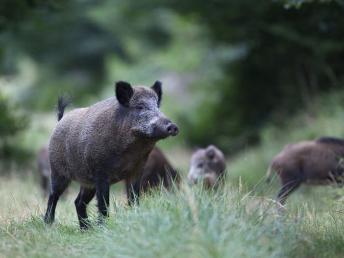 Liguria prima regione in Italia a costituire unità di pronto intervento per gestione e riduzione rischio incidenti causati da fauna selvatica