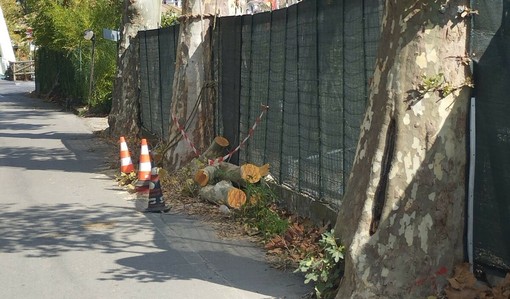 Piani, a rischio il viale dei platani: il Pd chiede chiarimenti sugli interventi di potatura Piani, a rischio il viale dei platani: il Pd chiede chiarimenti sugli interventi di potatura