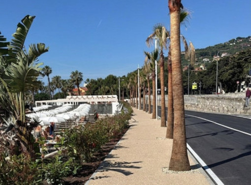 Verde urbano, Rifondazione: "Basta palme, Imperia ha bisogno di grandi alberi contro il caldo"