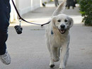 Cani e decoro urbano, a Diano Marina la provocazione della tassa giornaliera ai maleducati Cani e decoro urbano, a Diano Marina la provocazione della tassa giornaliera ai maleducati