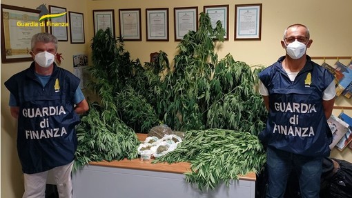 Scovata piccola piantagione di cannabis: Finanza trova una decina di piante illegali nel giardino di un 55enne