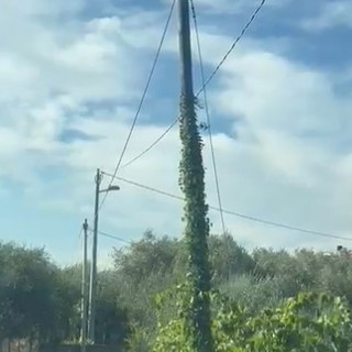 Palo oscillante a Caramagna