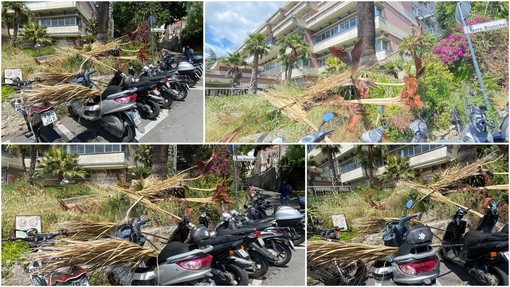 Imperia, vento stacca rami e pezzi di palma davanti al 'Ruffini'
