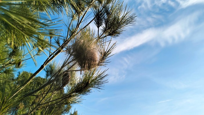 Diano Marina dichiara 'guerra' alla processionaria del pino, pericolosa per gli animali domestici Diano Marina dichiara 'guerra' alla processionaria del pino, pericolosa per gli animali domestici