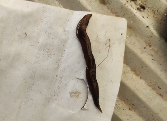 Specie aliena segnalata in provincia di Imperia: è la Planaria Obama nungara Specie aliena segnalata in provincia di Imperia: è la Planaria Obama nungara