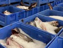 Liguria protagonista della Dieta Mediterranea: firmato a Genova il protocollo d’intesa tra Gal Fish e Unione Cuochi Liguria protagonista della Dieta Mediterranea: firmato a Genova il protocollo d’intesa tra Gal Fish e Unione Cuochi