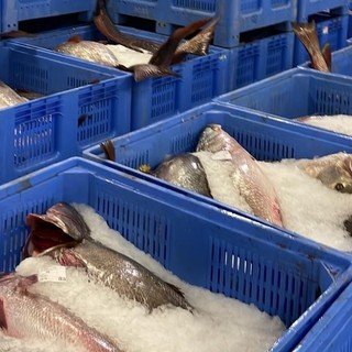 Liguria protagonista della Dieta Mediterranea: firmato a Genova il protocollo d’intesa tra Gal Fish e Unione Cuochi