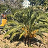 Nuova polemica sul Lungomare Vespucci: Ivan Bracco denuncia "l'ennesima colata di cemento al posto del verde" Nuova polemica sul Lungomare Vespucci: Ivan Bracco denuncia "l'ennesima colata di cemento al posto del verde"