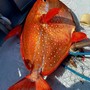 Pescato a Imperia uno straordinario esemplare di Pesce Re: un incontro rarissimo nelle acque del Mar Ligure Pescato a Imperia uno straordinario esemplare di Pesce Re: un incontro rarissimo nelle acque del Mar Ligure