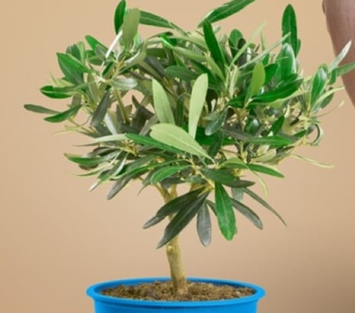 Festa dei Nonni 2025, l’Unicef Imperia scende in piazza con l’Ulivo della Solidarietà