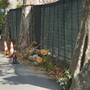 Piani, a rischio il viale dei platani: il Pd chiede chiarimenti sugli interventi di potatura Piani, a rischio il viale dei platani: il Pd chiede chiarimenti sugli interventi di potatura