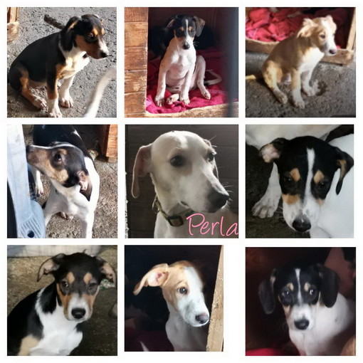 Sanremo: la cagnolina Perla e i suoi cuccioli appena arrivati dalla Sicilia cercano delle nuove famiglie Sanremo: la cagnolina Perla e i suoi cuccioli appena arrivati dalla Sicilia cercano delle nuove famiglie