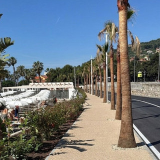 Verde urbano, Rifondazione: "Basta palme, Imperia ha bisogno di grandi alberi contro il caldo"