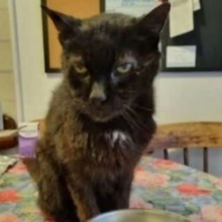 A Civezza è scomparso &quot;Peppe&quot;, i proprietari offrono una ricompensa di 5 mila euro per chi lo riporterà a casa