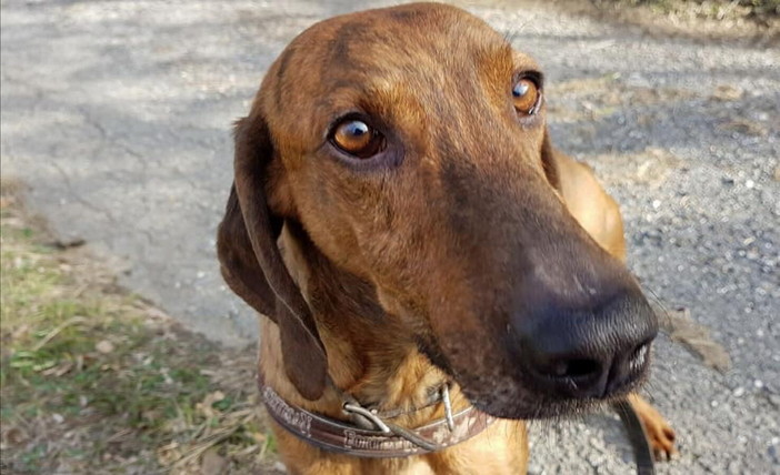 Imperia: al canile "Gli Ulivi" di Chiusavecchia il cagnolino Rodriguez cerca casa Imperia: al canile "Gli Ulivi" di Chiusavecchia il cagnolino Rodriguez cerca casa