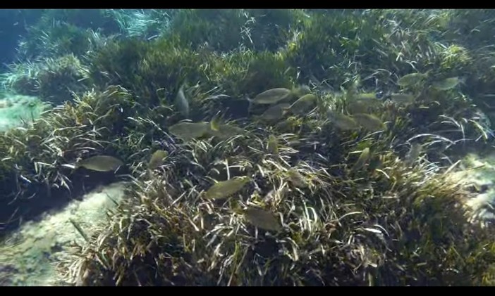 Le Ratteghe di Imperia, un gioiello di biodiversità in Liguria esaltato da un video social
