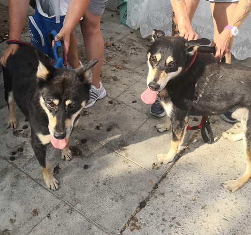 Enpa di Sanremo: Rexs e Buran cercano una nuova famiglia