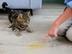 Repellente per gatti: guida completa per casa e giardino