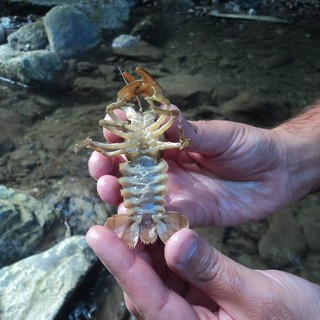 "Gli amici del Rio Carne" di Pigna al Rotary per le Alpi del Mediterraneo "Gli amici del Rio Carne" di Pigna al Rotary per le Alpi del Mediterraneo
