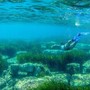 Alle Ratteghe immersioni per monitorare e tutelare i fondali marini