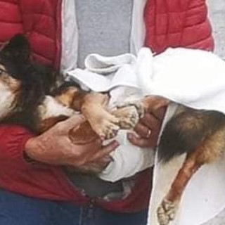 Taggia: raccolta fondi per salvare il cagnolino Artù, attivato conto per gestire le donazioni Taggia: raccolta fondi per salvare il cagnolino Artù, attivato conto per gestire le donazioni