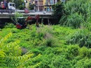 Salvaguardia dell'habitat fluviale a Diano Marina, un delicato equilibrio tra natura e sicurezza Salvaguardia dell'habitat fluviale a Diano Marina, un delicato equilibrio tra natura e sicurezza