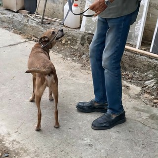 BUONE NOTIZIE/ A Natale si dona anche ai più fragili: gli "Amici di Caramagna" lanciano la raccolta di medicinali per i cani del Rifugio La Cuccia BUONE NOTIZIE/ A Natale si dona anche ai più fragili: gli "Amici di Caramagna" lanciano la raccolta di medicinali per i cani del Rifugio La Cuccia