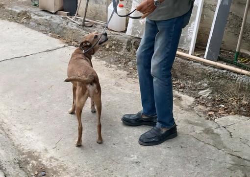 BUONE NOTIZIE/ A Natale si dona anche ai più fragili: gli "Amici di Caramagna" lanciano la raccolta di medicinali per i cani del Rifugio La Cuccia BUONE NOTIZIE/ A Natale si dona anche ai più fragili: gli "Amici di Caramagna" lanciano la raccolta di medicinali per i cani del Rifugio La Cuccia