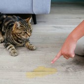 Repellente per gatti: guida completa per casa e giardino