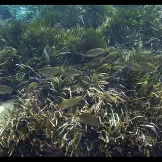 Le Ratteghe di Imperia, un gioiello di biodiversità in Liguria esaltato da un video social