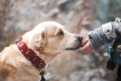 Imperia comune 'pet friendly': stanziati fondi, per il biennio 2020-2021, rivolti al servizio di pronto soccorso veterinario e cura animali randagi