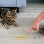 Repellente per gatti: guida completa per casa e giardino