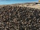 Sono iniziati i lavori di ripascimento delle spiagge libere comunali di San Bartolomeo al Mare