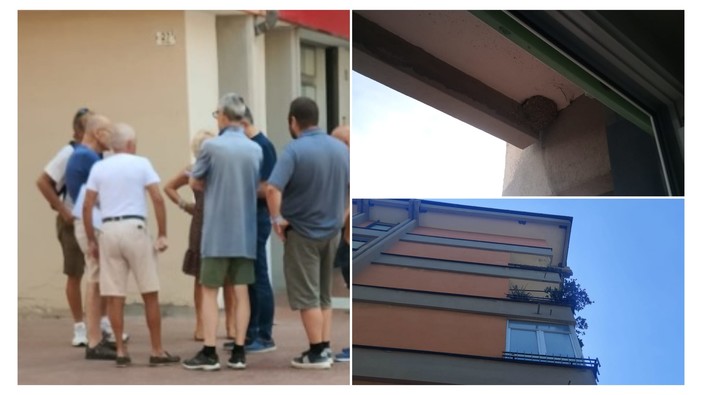 IL CASO. Le rondini del lungomare Vespucci sono salve IL CASO. Le rondini del lungomare Vespucci sono salve