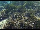 Le Ratteghe di Imperia, un gioiello di biodiversità in Liguria esaltato da un video social Le Ratteghe di Imperia, un gioiello di biodiversità in Liguria esaltato da un video social