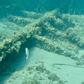 L’AMARCORD DEL SABATO. La storia e il dramma del Paris et Londres, il piroscafo affondato alla Foce nel 1862 L’AMARCORD DEL SABATO. La storia e il dramma del Paris et Londres, il piroscafo affondato alla Foce nel 1862