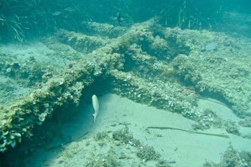 L’AMARCORD DEL SABATO. La storia e il dramma del Paris et Londres, il piroscafo affondato alla Foce nel 1862 L’AMARCORD DEL SABATO. La storia e il dramma del Paris et Londres, il piroscafo affondato alla Foce nel 1862