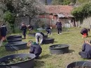 L’orto rinasce grazie ai ragazzi, un progetto di educazione ambientale a Pieve di Teco L’orto rinasce grazie ai ragazzi, un progetto di educazione ambientale a Pieve di Teco