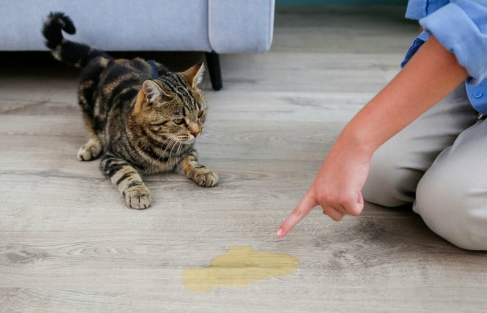 Repellente per gatti: guida completa per casa e giardino Repellente per gatti: guida completa per casa e giardino