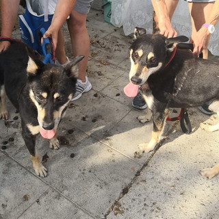 Enpa di Sanremo: Rexs e Buran cercano una nuova famiglia