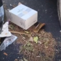 Foglie a terra e spazzatura per il forte vento nel centro di Imperia  (video)