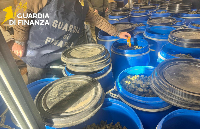 Sequestrata mezza tonnellata di canapa illecita nell'Imperiese