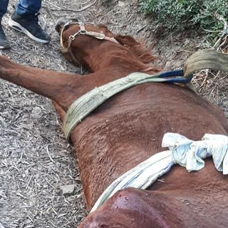 Costa d'Oneglia, cavalla finisce sotto un'auto: salvata dai vigili del fuoco