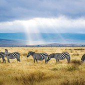 Safari in Tanzania in estate: cosa aspettarsi tra giugno e settembre? Safari in Tanzania in estate: cosa aspettarsi tra giugno e settembre?
