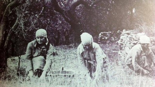 Le Sciasceline: le donne invisibili che hanno fatto la storia dell’olivicoltura ligure