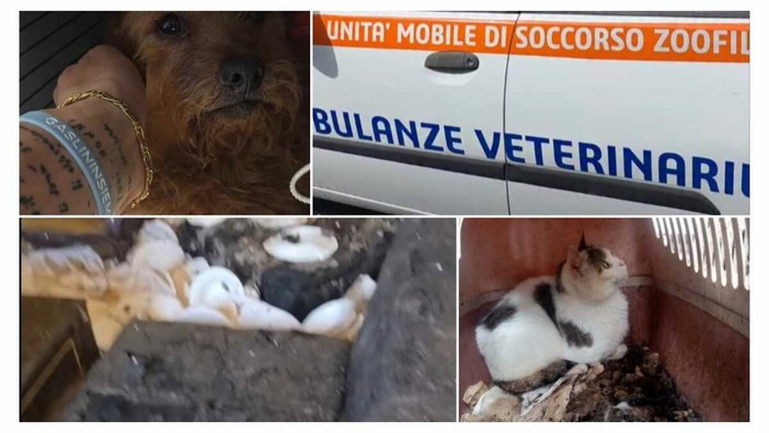 LA STORIA. Dramma a Borgomaro: morte, degrado e animali in una casa-lager