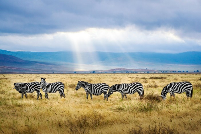 Safari in Tanzania in estate: cosa aspettarsi tra giugno e settembre? Safari in Tanzania in estate: cosa aspettarsi tra giugno e settembre?